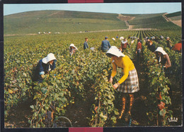 51 - Scène De Vendanges Champenoises - Champagne-Ardenne