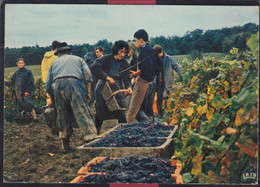 51 -  Vendanges En Champagne - Champagne-Ardenne