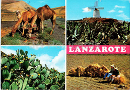 Lanzarote - Islas Canarias - Escenas Tipicas - Typical Scenes - Camel - Windmill - Cactus - Animals - Spain - Used - Lanzarote