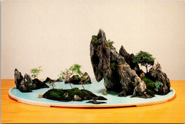 Washington Tacoma Pacific Rim Bonsai Collection Chinese Rock Penjing Bonsai Tree - Tacoma