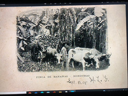 Banana Farm And Oxen - Honduras