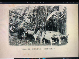 Banana Farm And Oxen - Honduras