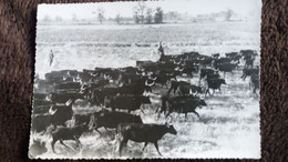 CPSM CHEVAL CAMARGUE MANADE BILHAUD EN DEPLACEMENT N° 27 CLICHE LEON VIOLET  GARDIAN TAUREAUX - Bull