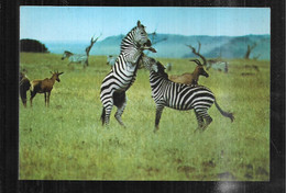 Cpm St005855 Zèbres Et Impalas Postée Du Kenya - Zebras