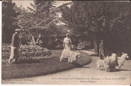 37 Jardin Zoologique De La Pataudiere Champigny Sur Veude Chevres D'angora Chevre Goat RARISSIME - Champigny-sur-Veude