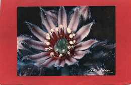 FLEURS JOUBARDE---Image De La Nature--voir 2 Scans - Flores