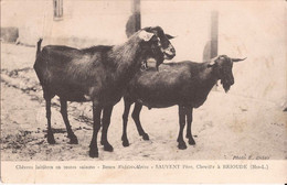 43 Chevres Laitieres Boucs Nubeos Alpins Nubien Sauvent Chevrier à Brioude Chevre Goat RARISSIME Nubienne - Brioude