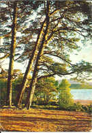 Glenmore, Aviemore (Inverness-Shire, Scozia) Glenmore Forest Park, Scots Pines By Loch Morlich - Inverness-shire