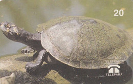 BRAZIL(Telepara) - Turtle, 07/98, Used - Tartarughe