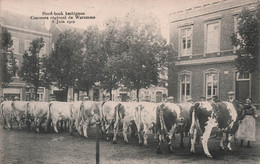 CPA BELGIQUE - WAREMME - Herd-book Hesbignon - Concours Régional De Waremme - 5 Juin 1912 - Vaches - Rare - Borgworm