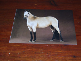 57537-LARGE SIZE CARD - APPROX. 12 X 16.5 CM.    HORSE, HORSES, PAARDEN, PFERDE, CHEVAUX, CABALLOS, CAVALLI - Caballos