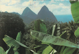 The World-famous Twin Pitons, An Island Landmark Form The Backdrop To A Banana Patch In St. Lucia, Wst Indies - St. Lucia