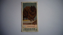 POMERANIAN N° 26 Fowls Pigeons And Dogs Chien Dog Cigarettes OGDEN'S Tobacco Vignette Trading Card Chromo - Ogden's