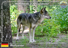 1042 Wolfcenter, DE - European Grey Wolf (Canis Lupus Lupus) - Verden