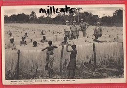 TANGANYIKA    TANZANIA  TANGA DISTRICT DRYING SISAL FIBRE ON PLANTATION  RAPHAEL TUCK SERIES - Tanzanie