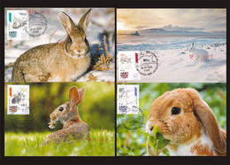 China Macau Maximum Card,2023 Year Of Rabbit，4 Pcs - Cartoline Maximum