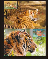 China Hongkong Maximum Card,2022 Year Of Tiger,4 Pcs - Cartoline Maximum