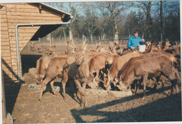 Dav:  Eure :  SERQUIGNY :  C  'est Une  PHOTO( 15 Par 10 Cm )  élevage De  Cerf S  1991 - Serquigny