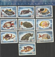 CORAL SEA FISHES  Matchbox Labels Made In Former YUGOSLAVIA DOLAC 1970 - Zündholzschachteletiketten