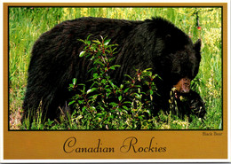 Canada Banff National Park Black Bear - Banff