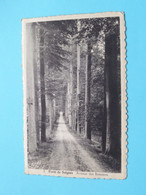 Forêt De Soignes > Avenue Des Bonniers ( Edit.: P.B.L. - N° 3 ) 1950 ( Zie/voir Scans ) ! - Forêts, Parcs, Jardins