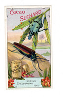 Chromo Suchard, 250 / 11, Coléoptère, Käfer, Insects, Insekten - Suchard