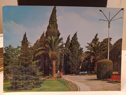 Cartolina Carovigno Provincia Brindisi ,giardino 1976,palme - Brindisi