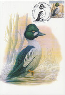 MC1760 -Garrot à L'oeuil D'or / Brilduiker ( Bucephala Clangula) - 1985-.. Vogels (Buzin)