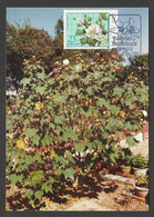 Macau Plantes Médicinales Hibiscus Mutabilis L. Carte Maximum 1983 Macao Medicinal Plants Maxicard - Tarjetas – Máxima