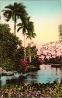 Florida Palm Beach Royal Palms Handcolored Albertype - Palm Beach