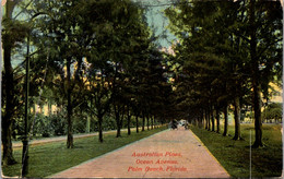 Florida Palm Beach Australian Pines Along Ocean Avenue 1913 - Palm Beach