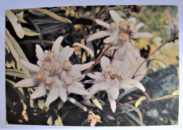FLEURS - Edelweiss - Bloemen