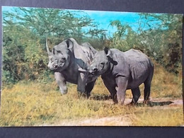 AK  Rhinozeros/ Nashorn, Karte Ungelaufen - Rhinocéros