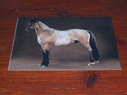 57556-      LARGE SIZE CARD - APPROX. 12 X 16.5 CM. / HORSE, HORSES, PAARDEN, PFERDE, CHEVAUX, CABALLOS, CAVALLI - Chevaux