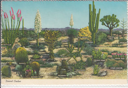Desert CACTUS - Varieties Of Desert Vegetation - Cactusses