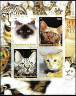 Delcampe - Chats Animaux De Compagnie Américain Poil Court Birman Turc Angora Animaux M S - Hoftiere