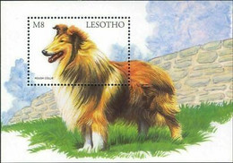 Delcampe - Lesotho 1999 Rough Collie Travail Chiens Animaux De Compagnie M S MNH - Hoftiere