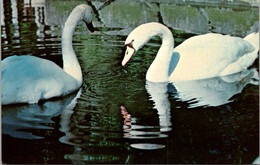 Florida St Petersburg Sunken Gardens Mute Swans - St Petersburg