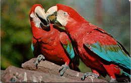 Florida St Petersburg Sunken Gardens Green Wing Macaws - St Petersburg