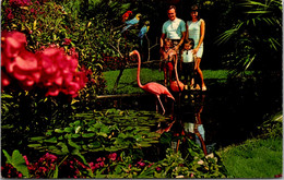 Florida St Petersburg Sunken Gardens Flamingos - St Petersburg