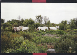 Delcampe - 61 - Briouze - Bellou En Houlme - Chevaux Camarguais - Briouze