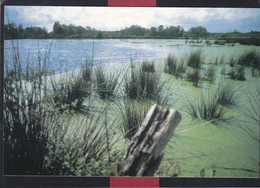 Delcampe - 61 - Briouze - Bellou En Houlme - Marais Du Grabd Hazé - Briouze