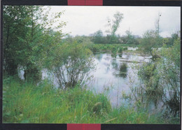 Delcampe - 61 - Briouze - Bellou En Houlme - Marais Du Grabd Hazé - Briouze