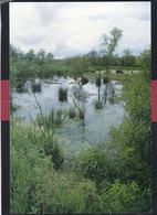 Delcampe - 61 - Briouze - Bellou En Houlme - Marais Du Grabd Hazé - Briouze
