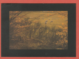 Delcampe - CP REGION LIMOUSIN 31 Comité Régional De Tourisme Du Limousin - Limousin