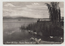 Delcampe - Torre Del Lago Puccini, Viareggio - Panorama - Cartolina Viaggiata  1953 - Arezzo
