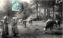 Scènes Champêtres Du Centre De La France  37   Gardiennes De Vaches   Grand Bazar Tours N° 667 - Sonstige & Ohne Zuordnung