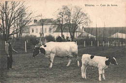 Belgique - Wihéries - Coin De Ferme - Vache Animé - Oblitéré Mpons 1908 - Carte Postale Ancienne - Saint-Ghislain