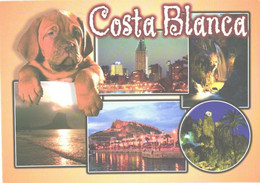 Delcampe - Spain:Costa Blanca, Waterfall, Cave, Dog, Views - Alicante