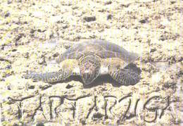 Brasil:Turtle - Tortues